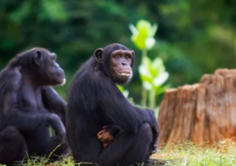 Інформаційний лист щодо реєстрації спалаху віспи мавп в країнах світу